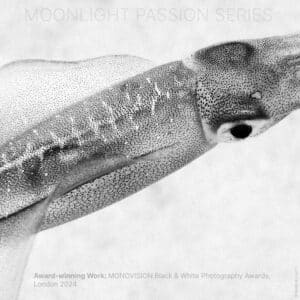 Moonlight Fly: Moonlight Passion Series | © Marlies Getz