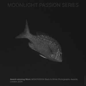Lonely: Moonlight Passion Series | © Marlies Getz