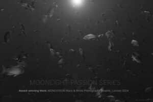 Moonlight Dancer: Moonlight Passion Series | © Marlies Getz
