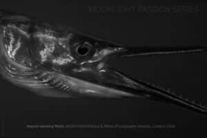 Moonlight Fish: Moonlight Passion Series | © Marlies Getz