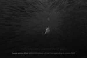 Moonlight Gigant Barracuda: Moonlight Passion Series | © Marlies Getz