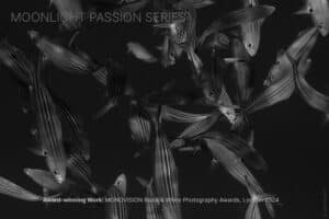Moonlight Talk: Moonlight Passion Series | © Marlies Getz